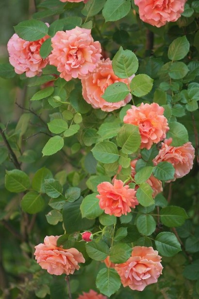 Floribunda Rose Easy Does It